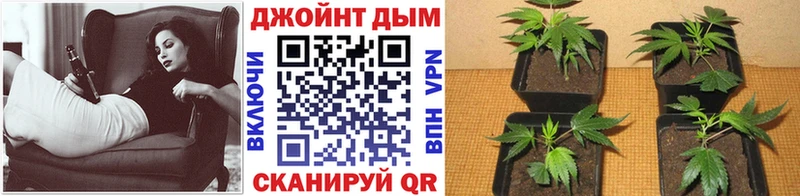 Канабис MAZAR Мосальск